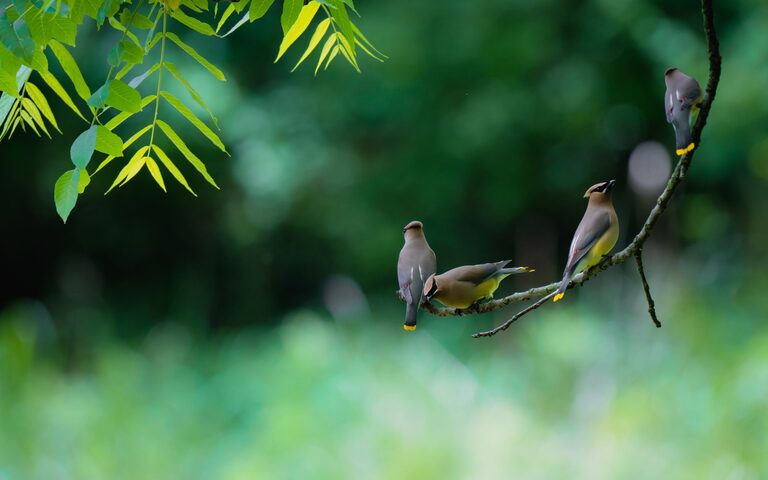 Beginner Tips for Backyard Birdwatching to Get You Started